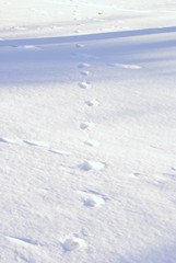 foot step on snow