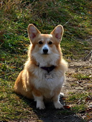 Naklejka na ściany i meble pembroke Welsh corgi