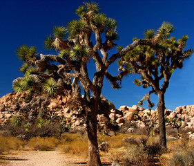 joshua trees