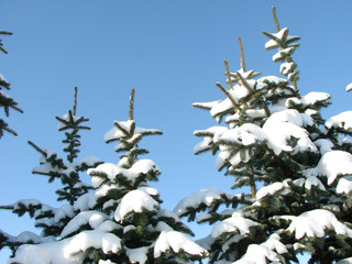 fir-trees