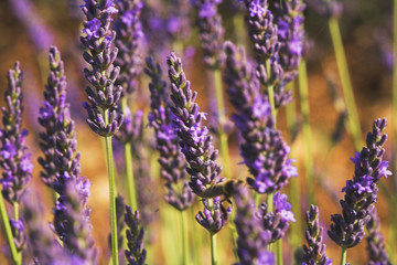 Obraz premium zwischen lavendelblüten
