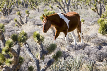 wild horse © Greg Randles