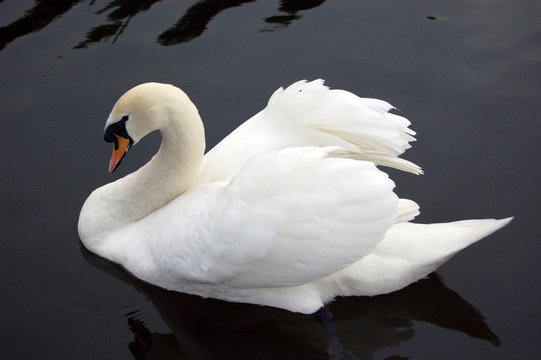 cygnes 3