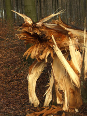 sturmschäden