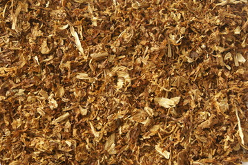 Dried light brown sliced tobacco leaves background close-up.