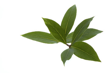 fresh bay leaves