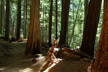 Naklejka premium forest trail in cheakamus lake