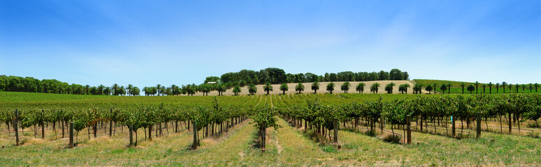 vineyard panorama