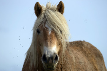 Fototapeta premium les moucherons m'embêtent