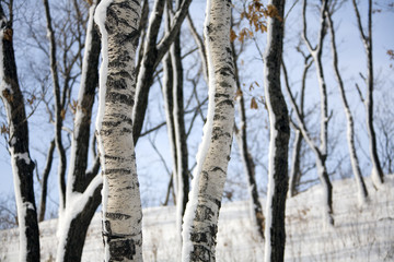 Fototapeta premium winter forest