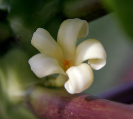 papaya blossom