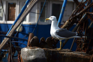 port de pêche - essaouira - maroc
