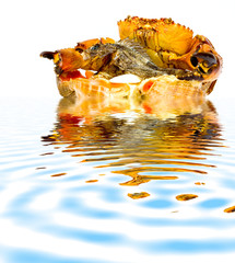 crab with fish on the shells with reflection