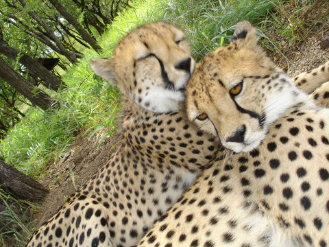 a pair of cheetah's - kruger park, south africa