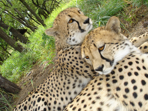 cheetah - kruger sa