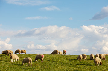 Naklejka na ściany i meble owce w dziedzinie odżywiania