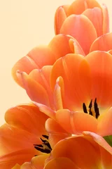 Foto op Canvas oranje tulpen © Martin Garnham
