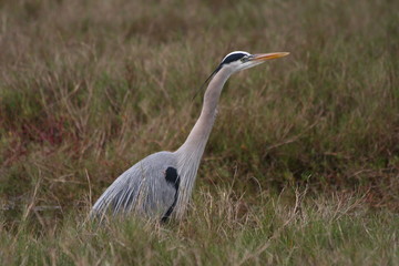 great blue heron