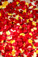 pétales de fleurs rouges et jaunes