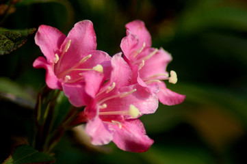 muscatel flower