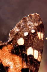 farfalla