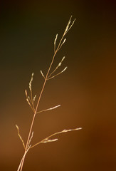 dried plant