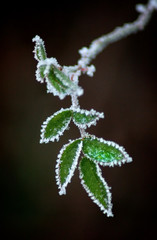 frozen leaves