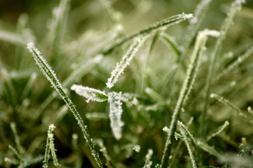 Fototapeta na wymiar frozen grass