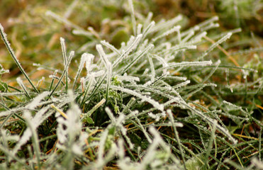 frozen grass