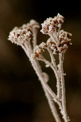 frozen flower