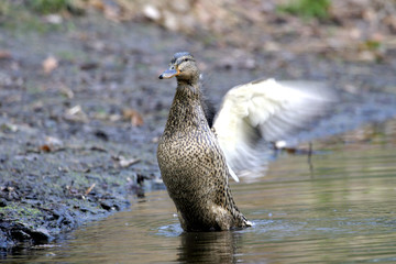 canard battant des ailes