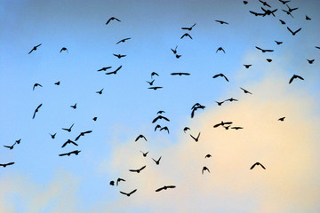 vol d'oiseaux
