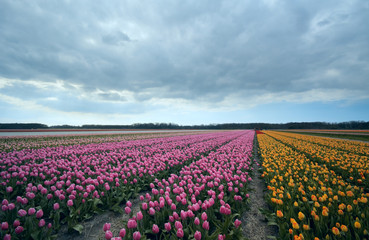 kleurrijke tulpen
