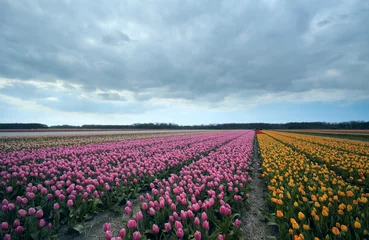 Fotobehang Tulp kleurrijke tulpen