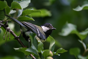 curious titmouse.