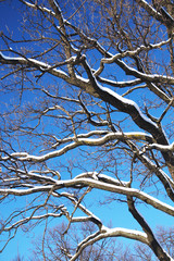winter branches