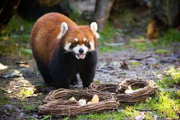 Cercles muraux Panda red panda