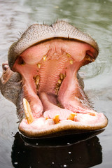 hunger