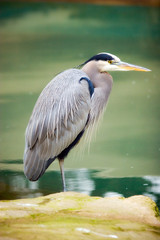 blue heron