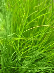 grass