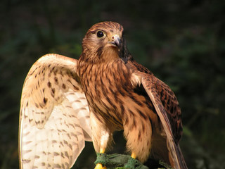 kestrel
