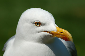 portrait d'une mouete