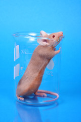 laboratory mouse