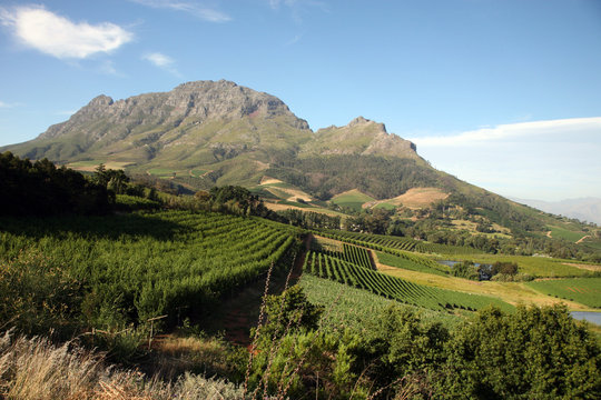 stellenbosh