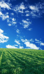 Fototapeta na wymiar wheat field over beautiful blue sky 1