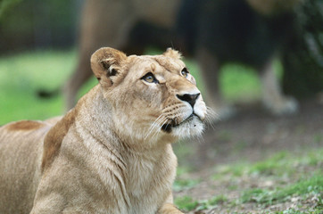 lionne