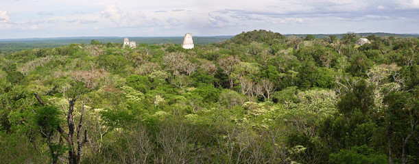 jungle with maya ruins