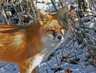 red fox
