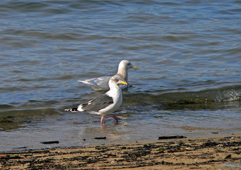 slaty-backed gulls (larus schistisagus)