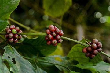 coffee beans